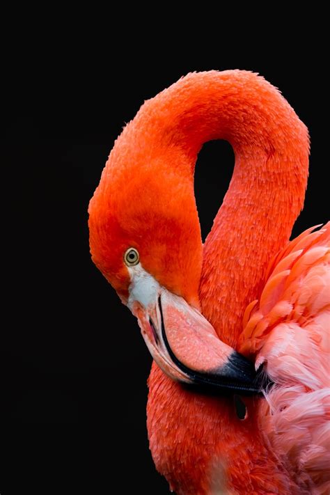 Marianas flamingo